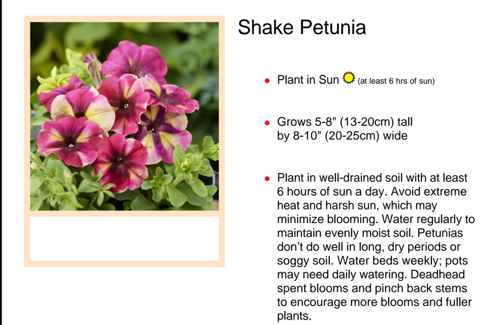 Petunia "Shake Raspberry" Live Annual Starter Plants/Plugs, 10 "baby" Plants gallery