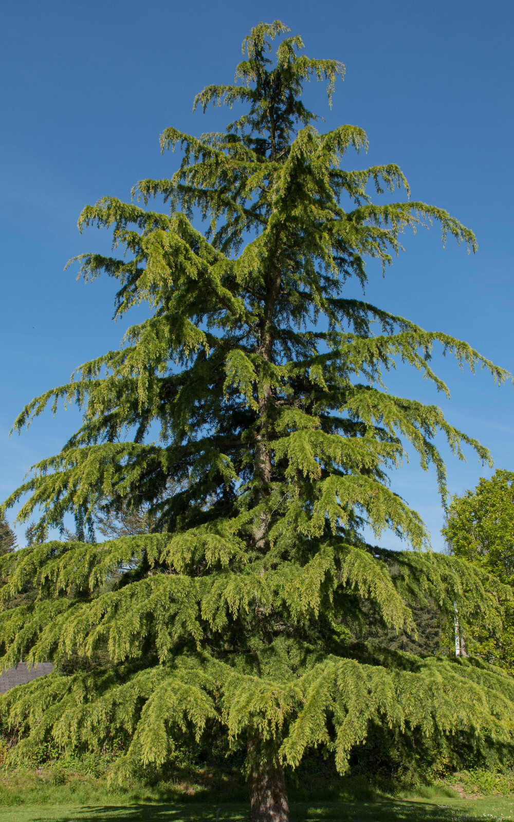 Deodar Cedar, Live Potted Tree 15-24 Inches tall, graceful, pendulous branches gallery