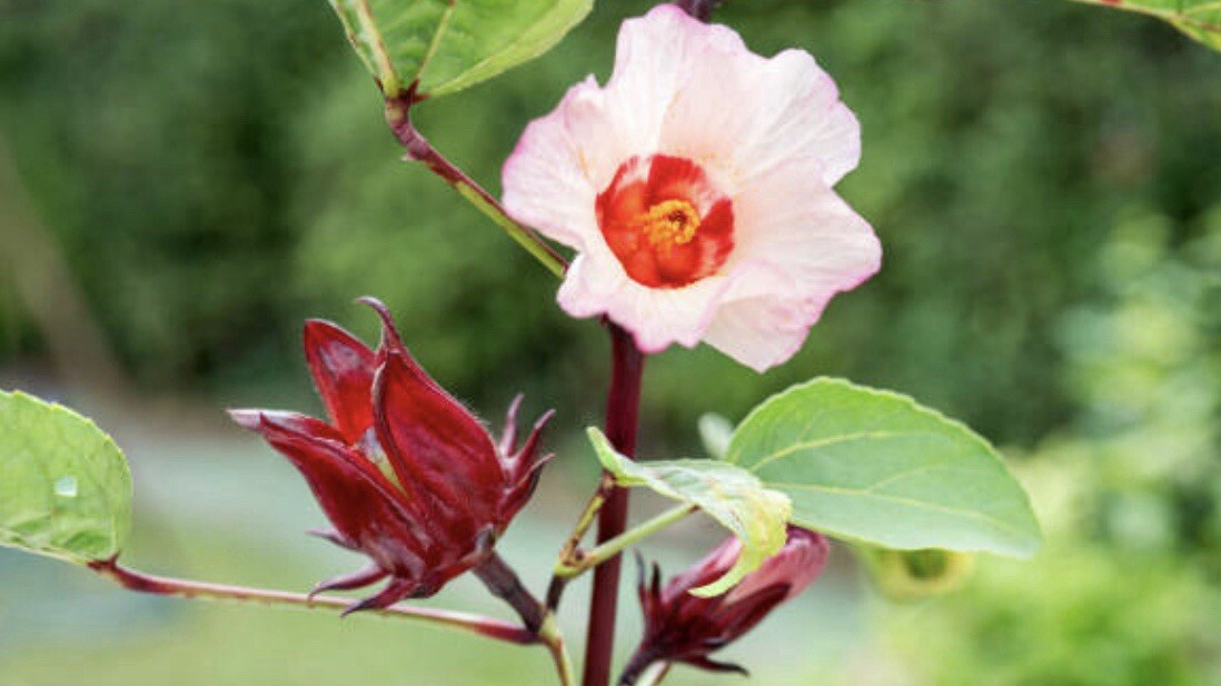 20 SEEDS Hibiscus Sabdariffa | Roselle Seeds | Asian Sour Leaf | NON-GMO gallery