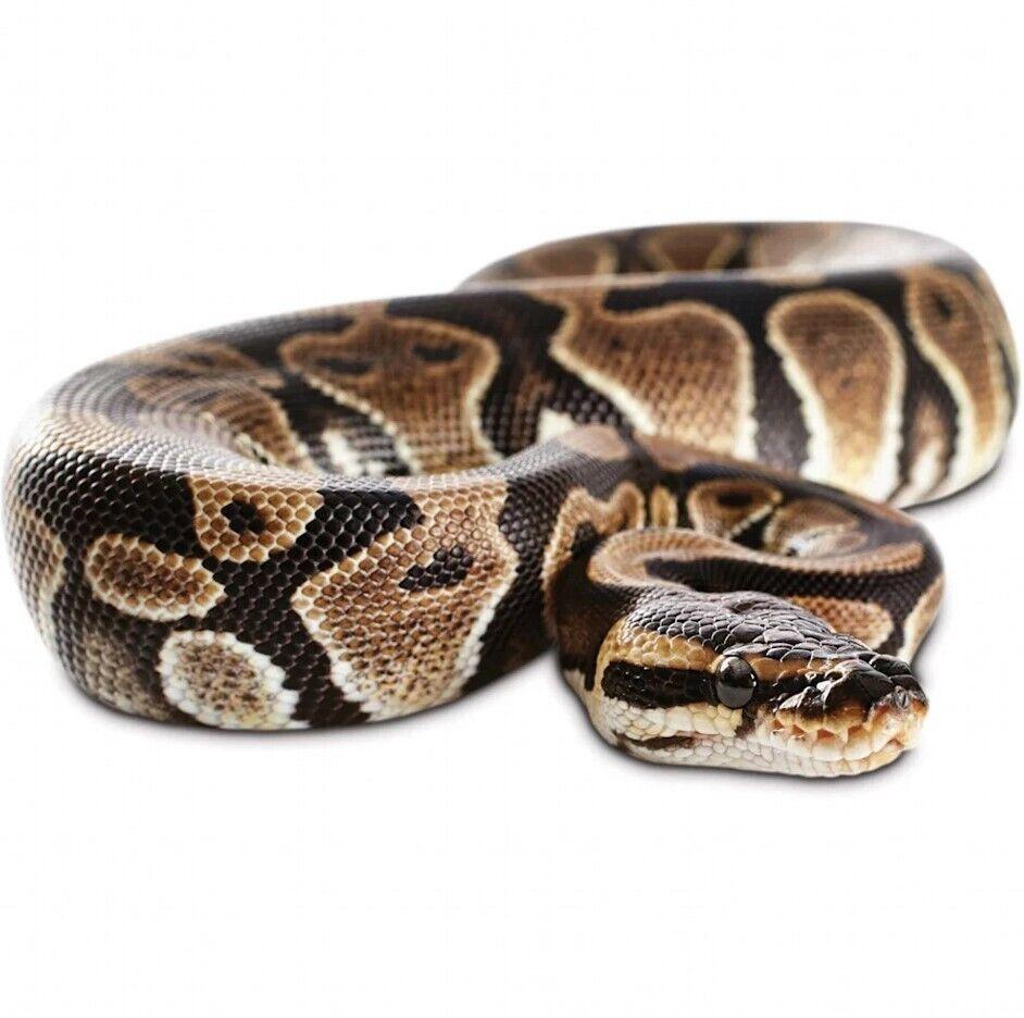Realistic Big Rubber Snake Lifelike Scary Prank Toy Joke Party Prop Garden gallery