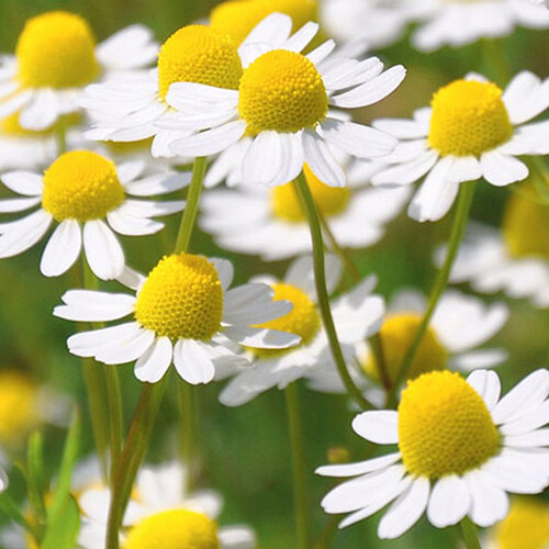 Roman Chamomile Seeds | Heirloom / Non-GMO | Free Shipping | Herb Seeds | 1153 gallery