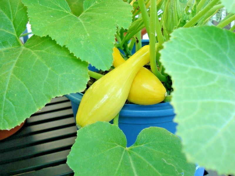 41+CROOKNECK SQUASH Seed Organic Native Heirloom Vegetable Garden Container Easy gallery