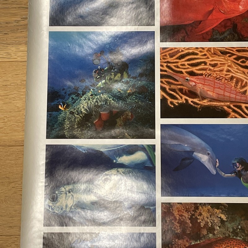 Signed Stephen Frink Underwater Nikon Photography Poster 1990 Vintage 36" x 24" gallery