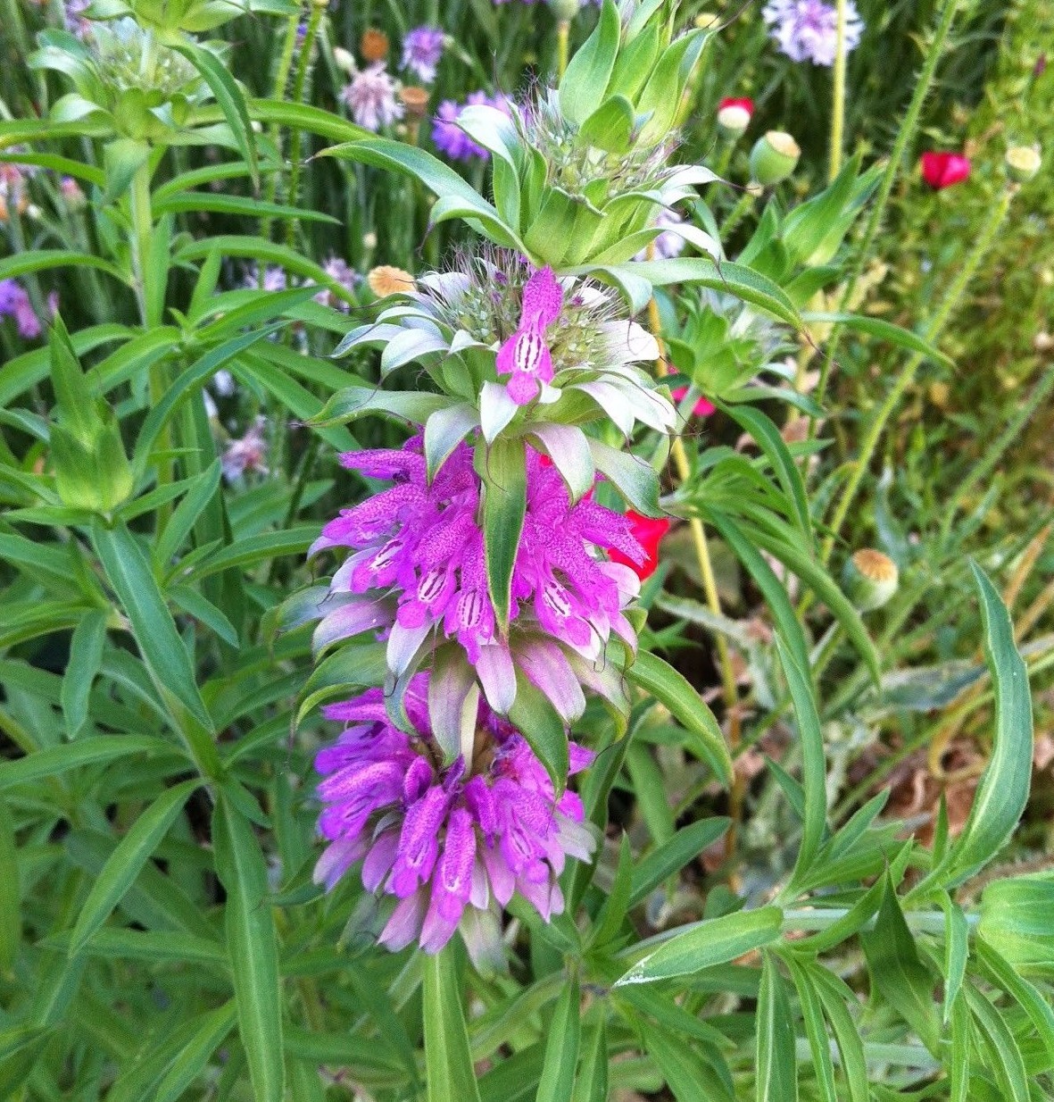 Lemon Mint Seeds, Monarda citriodora, Lemon Horsemint, NON-GMO, FREE SHIPPING gallery