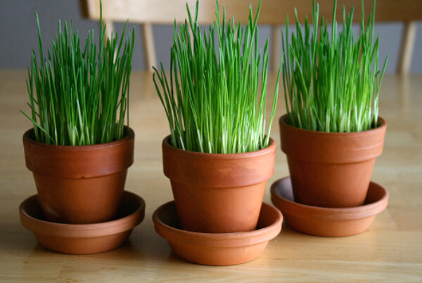 16 oz Wheatgrass gallery