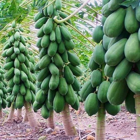 Papaya Seedss var. California 150 pcs (Carica papaya) Red Pawpaw gallery