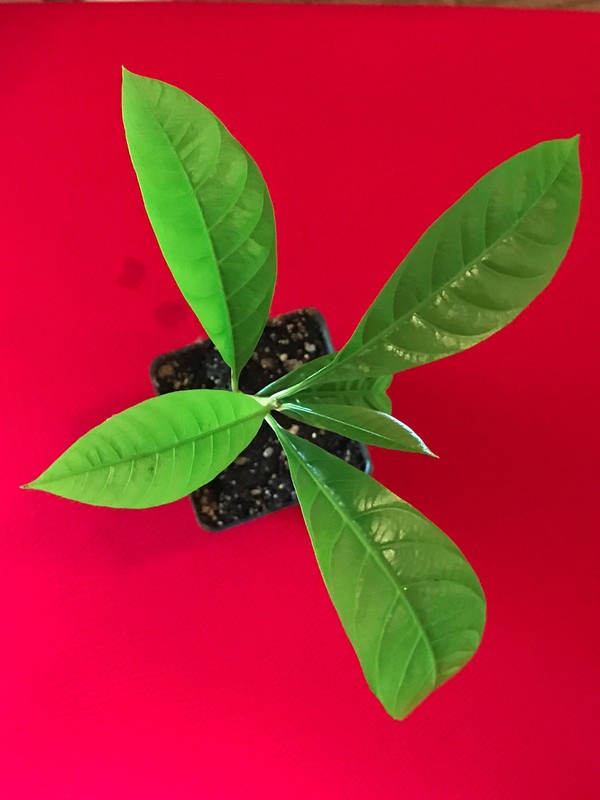 Canistel Yellow Sapote Egg Fruit Pouteria Campechiana Starter Plant Tree 7-12" gallery