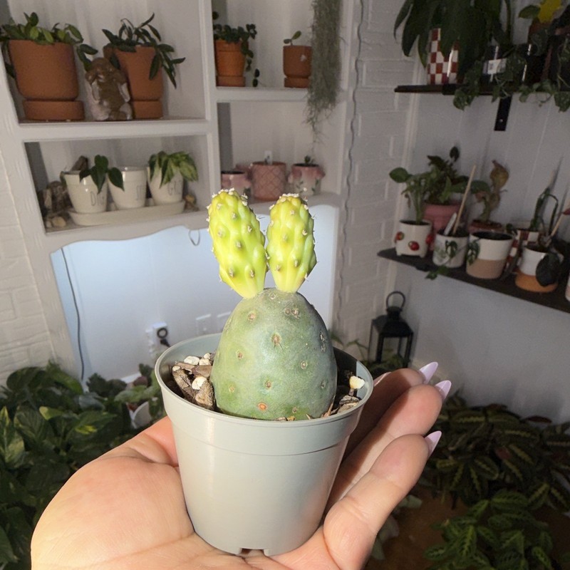 Snowman Cactus 🌵 ⛄️ with growing babies. gallery