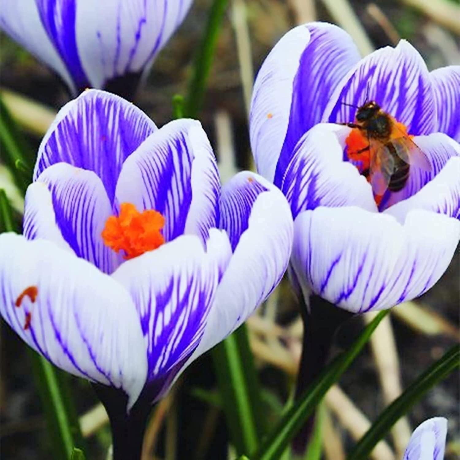 Striped Pickwick Crocus Bulbs for Planting gallery