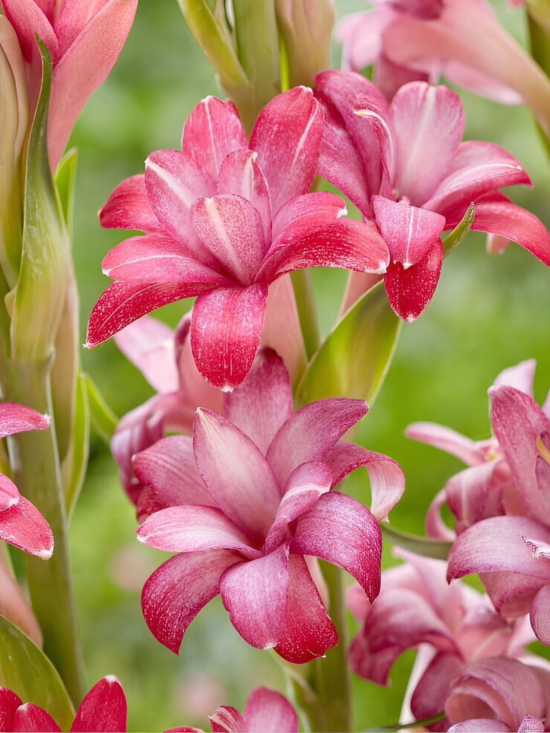Hybrid And Red Tuberose/Rajnigandha Flower Live bulbs pack of 8 bulb gallery