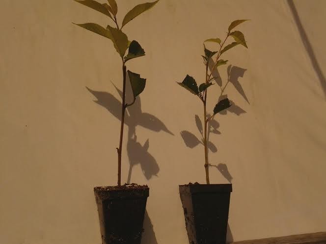 2 Weeping Cherry Trees 2.5" pot gallery