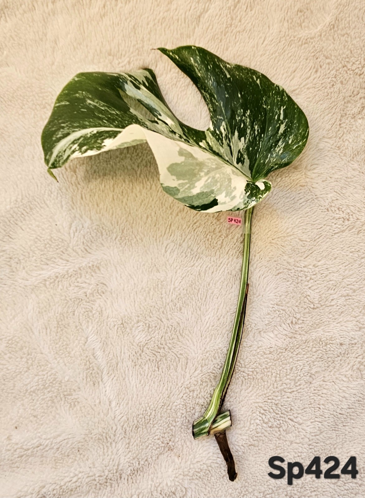 Highly Variegated Monstera Albo Splash Cutting gallery