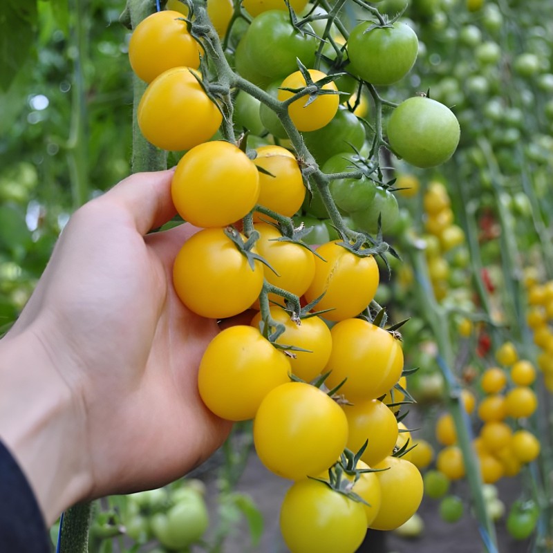 100 Heirloom Large Yellow Cherry Tomato Seeds - Egg Yolk - 1oz Sweet High Yields gallery