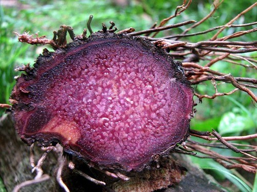 Dioscorea alata | Purple Yam | Ube | 5 Seeds gallery