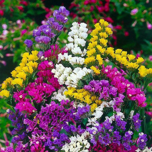 Statice PACIFIC MIX Traditional Cut Flowers Dried Arrangements Non-GMO 100 Seeds gallery