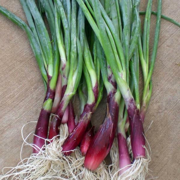 ***On Order*** 200 Red Welsh Bunching Onion Seeds, HEIRLOOM, NON-GMO gallery