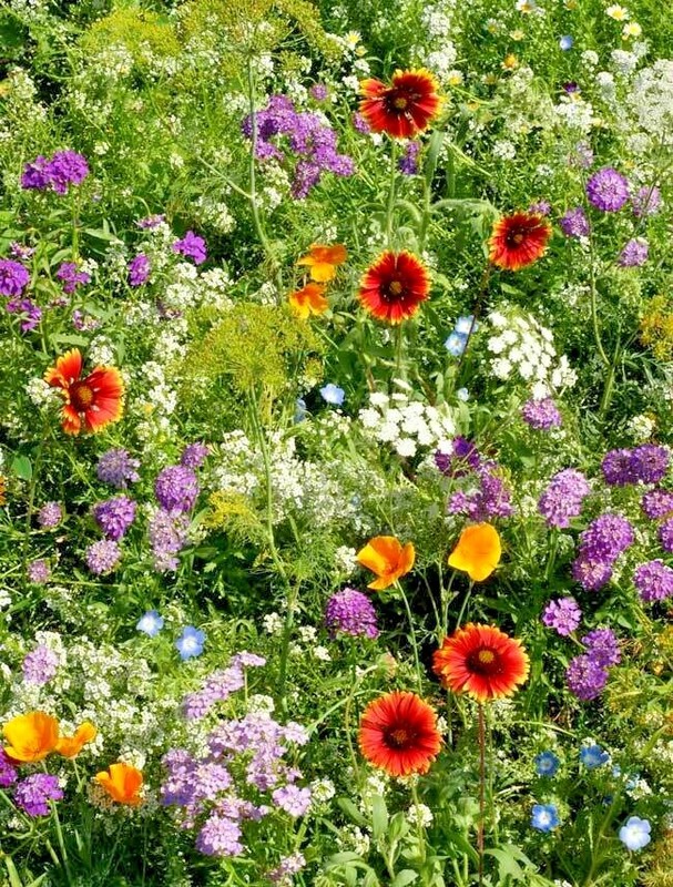 2001+BENEFICIAL INSECT Native Wildflower Mix Seed 7 Different Annual Perennial gallery