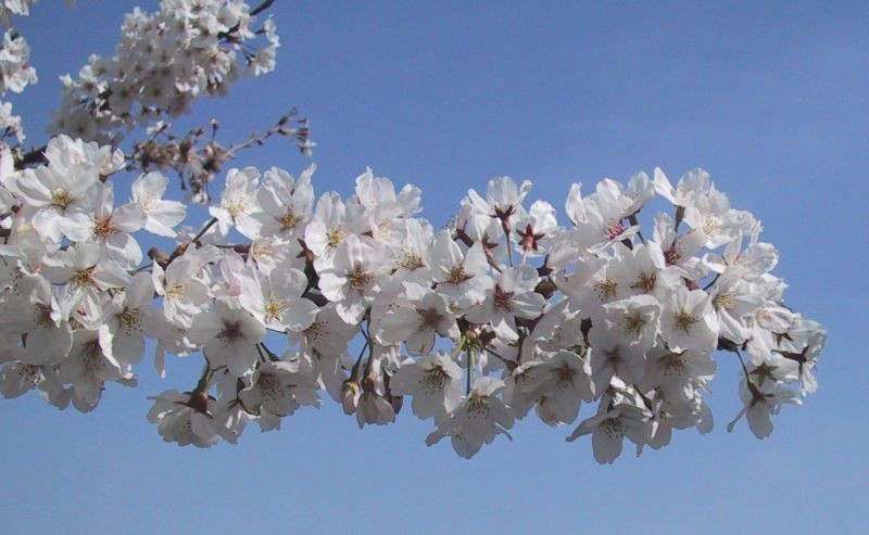 Yoshino Flowering Cherry Tree 2.5" pot gallery