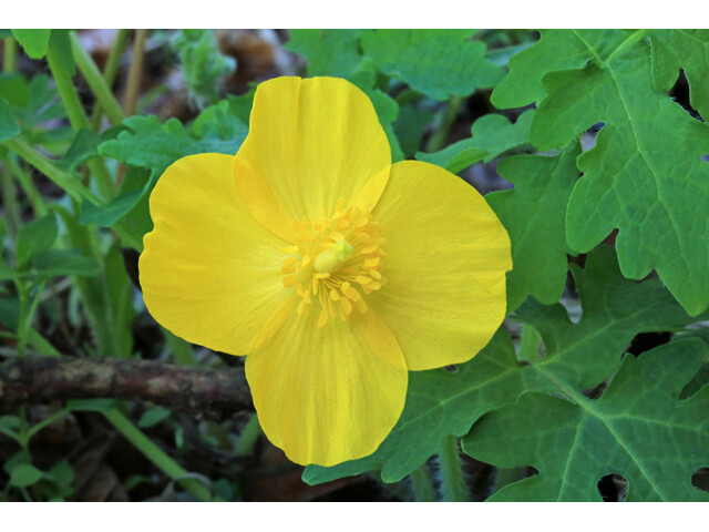 CELANDINE POPPY 5 bulb (Stylophorum eiphyllym gallery