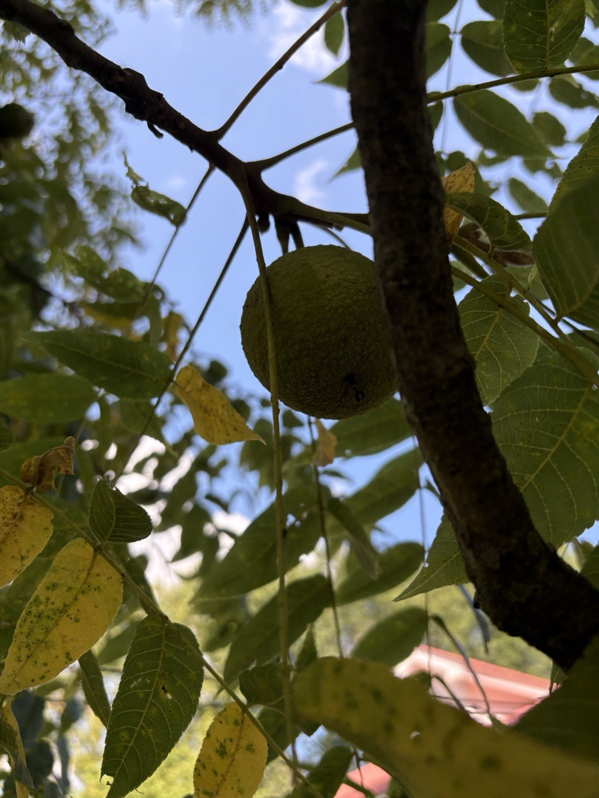 20 Lbs Black Walnuts hulled, in shell fresh harvest 2025, TN Non GMO, ORGANIC gallery