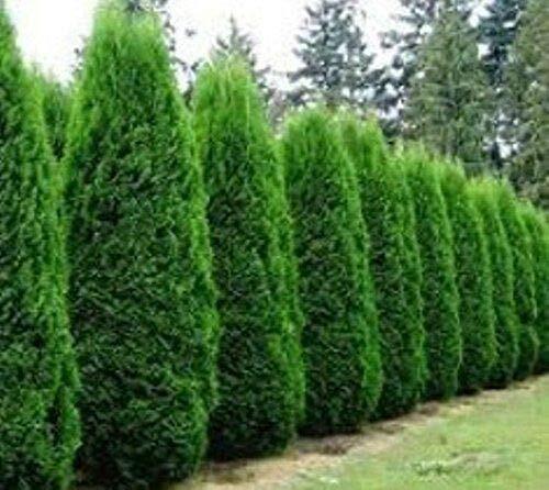 Tree Seeds - 50 AMERICIAN Arborvitae Tree Seeds Evergreen Property Border Thuja gallery