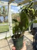 Dendrobium Hawaii Spectacular Den. 4” Orchid Plant 0 gallery