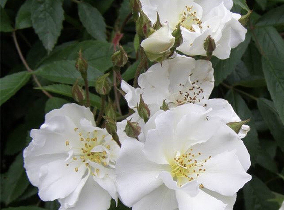 Rambler Rose (Rosa Multiflora) 15 UNROOTED Cuttings For Propagation gallery