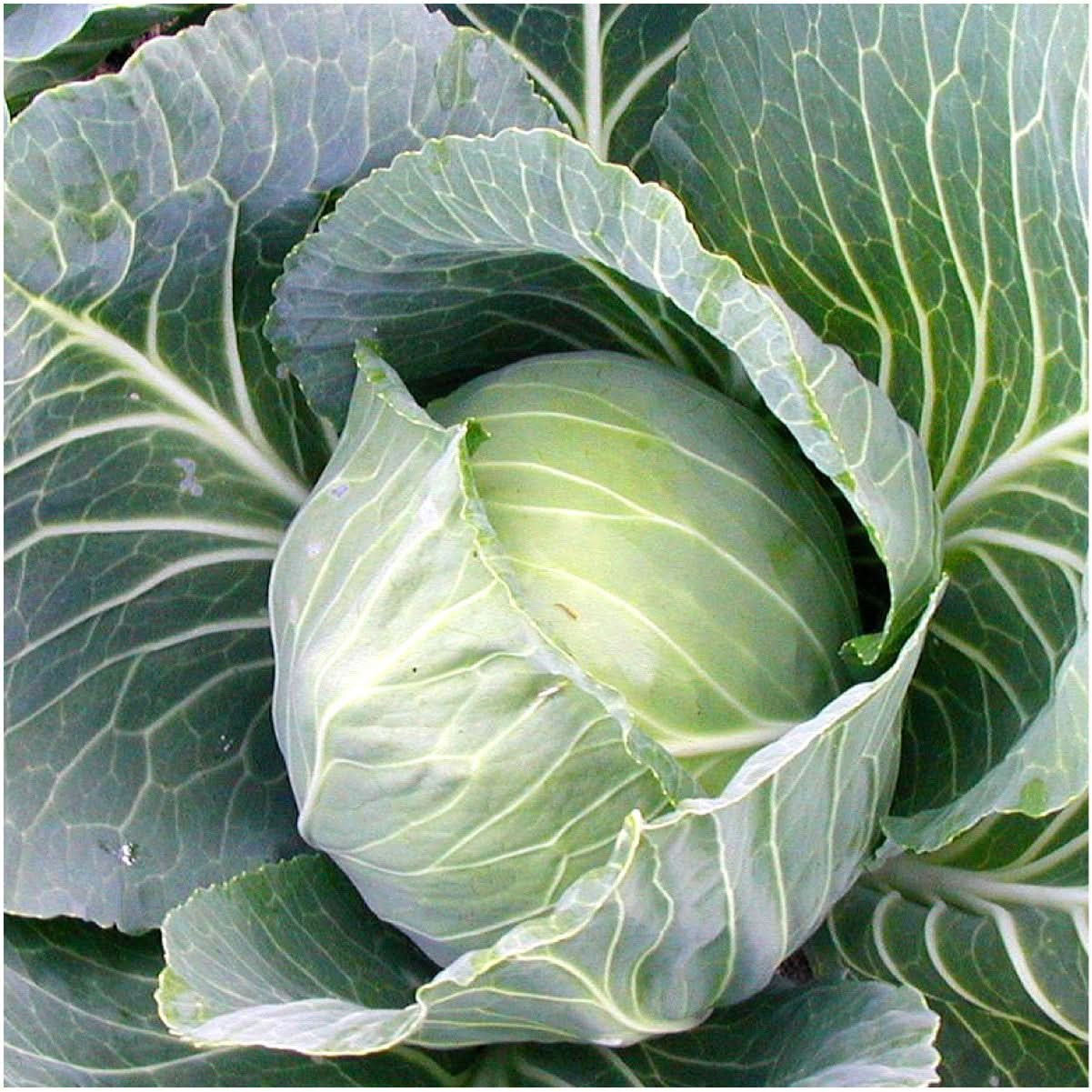Golden Acre Cabbage Seeds For Planting (Brassica oleracea) gallery