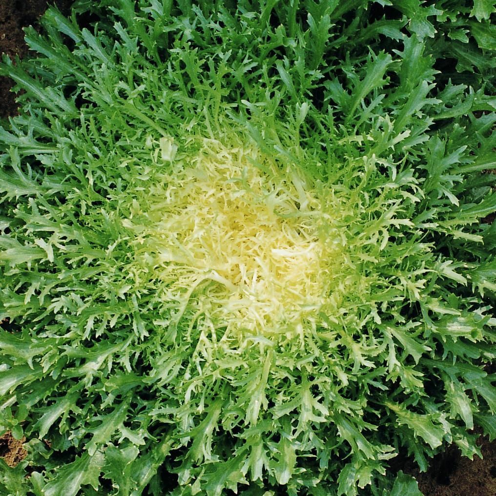 Green Curled Ruffec Endive Seeds | Curly Frisee Lettuce Escarole Chicory 2024 gallery