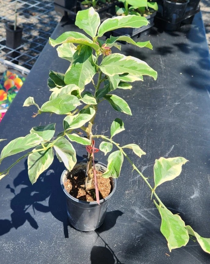 Pink Lemon Tree - Make Real Pink Lemonade! Will Fruit This Year gallery