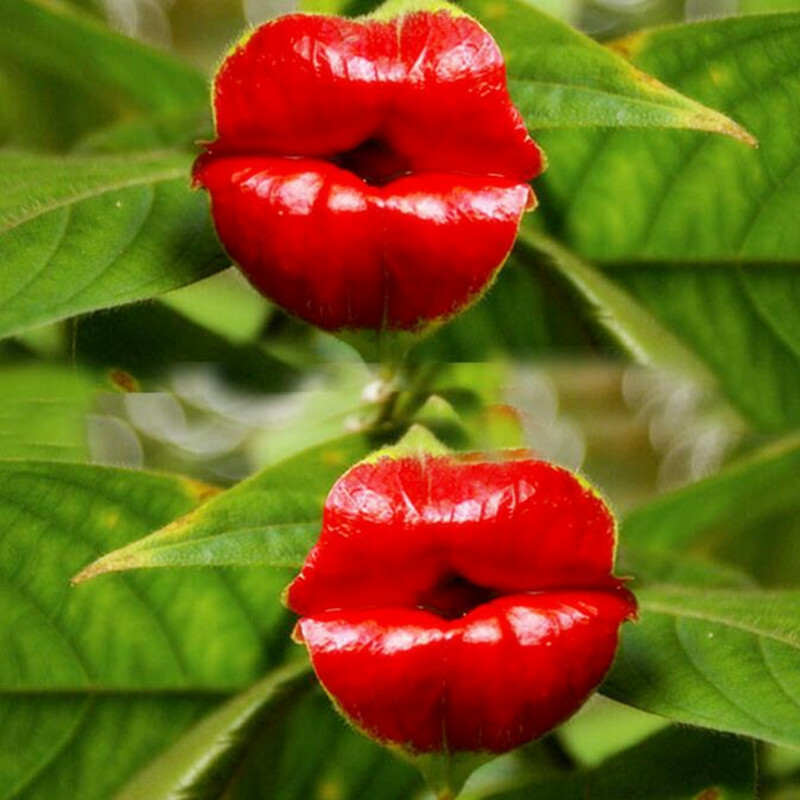 Unique Flowers gallery