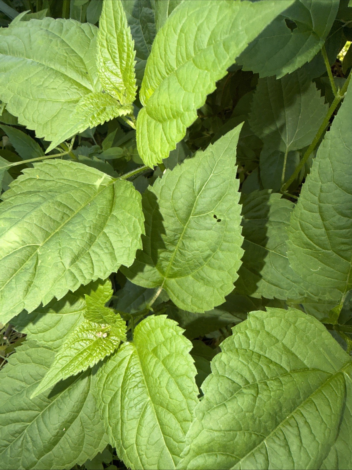 4 Live Stinging Nettle Roots, Medicinal Herb Organically Grown Ready to Plant gallery