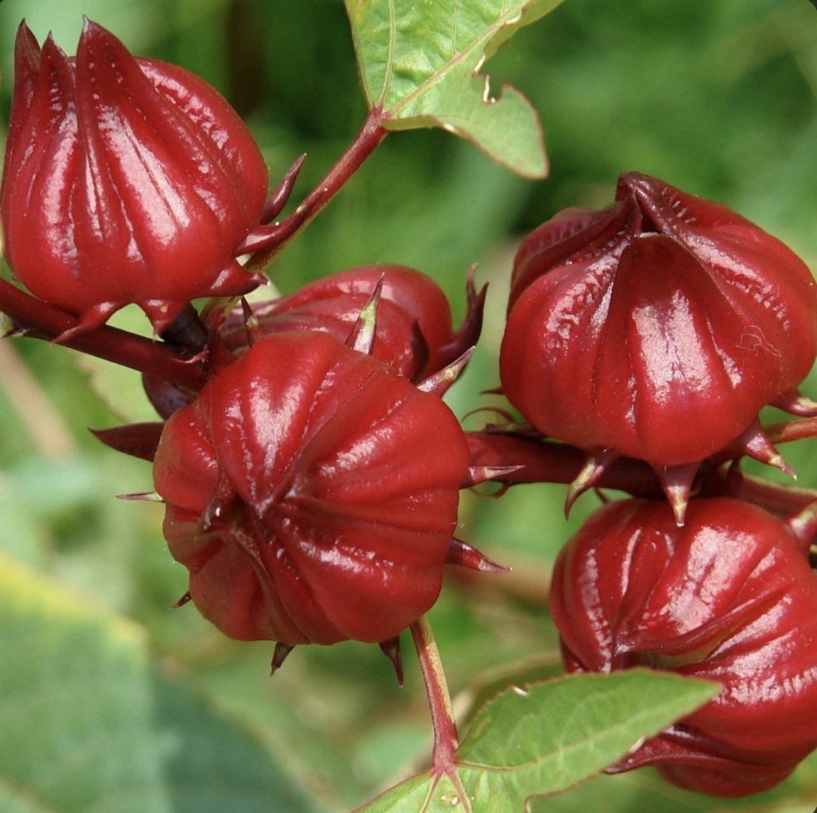 20 SEEDS Hibiscus Sabdariffa | Roselle Seeds | Asian Sour Leaf | NON-GMO gallery