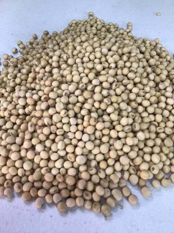 10 LBS Soybean Seed For Food Plot, Deer, Turkey, Rabbit, Wildlife, Livestock gallery