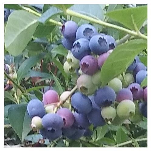 Blueberry Bonus Live Plant Extra Large Fruit Highbush Bush gallery