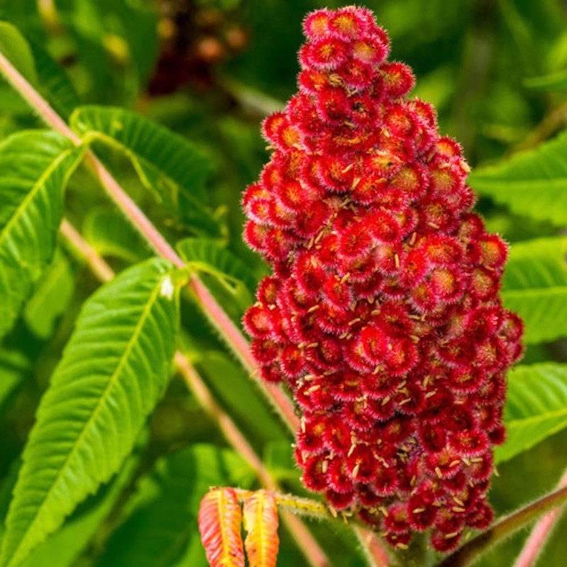 1 Fuzzy Staghorn Sumac 12-24" Bare Root Rhus typhina Tree gallery