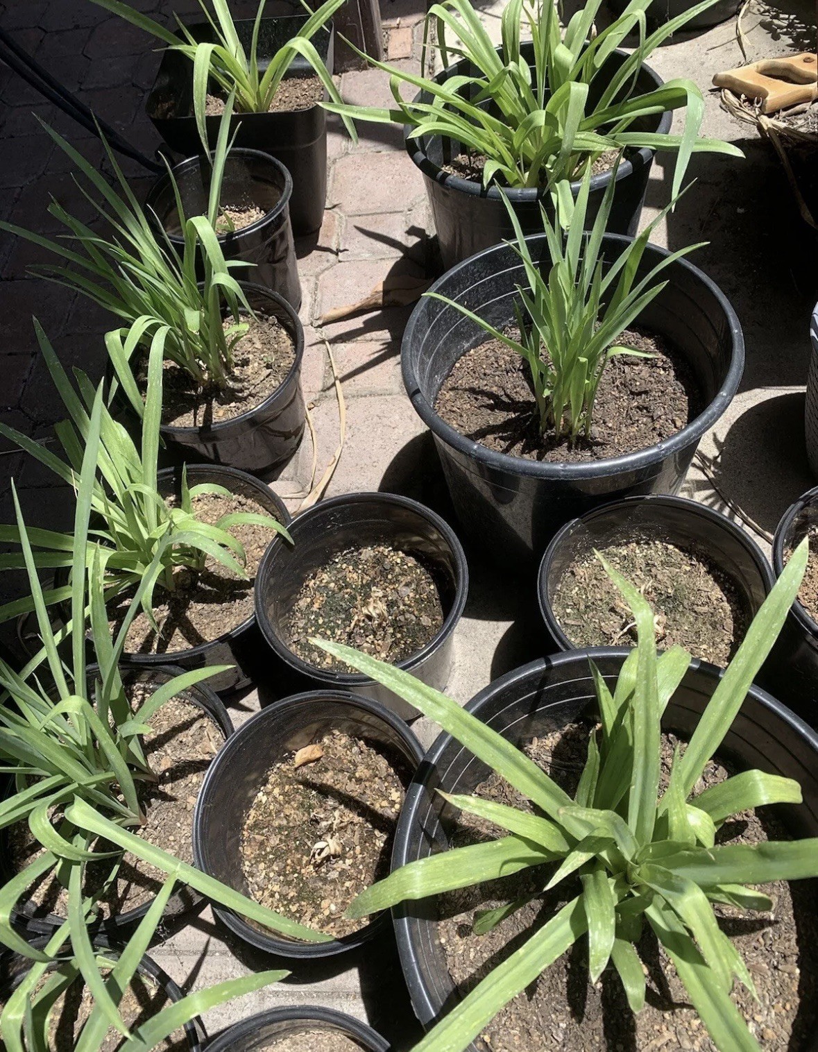 Tuberose Clump Singles Bulbs Sz M/ L Rooted & Sprouted Ready To Plant gallery