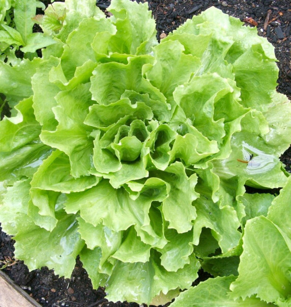 500+Broadleaf Batavian Endive Seeds(Cichorium endivia) Escarole Vegetable USA gallery