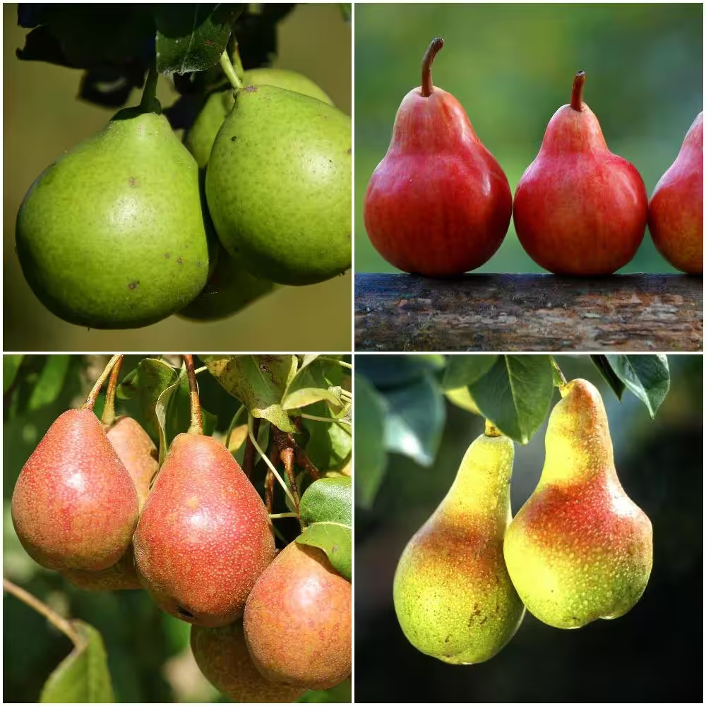 4-In-1 Pear Jubilee Tree Bare Root gallery