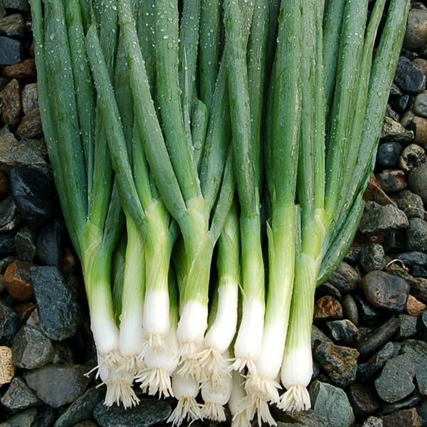 200 EVERGREEN BUNCHING ONION SEEDS ~ heirloomseedguy ~ 2026 ~ NON-GMO gallery