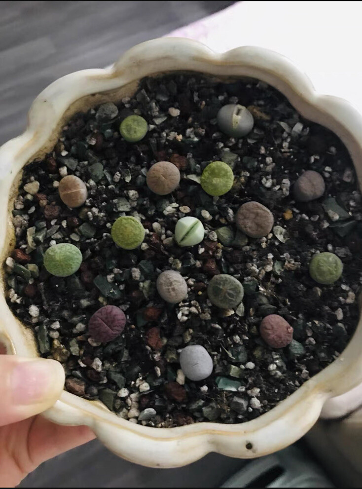 40pc Living stone Lithops succulent plant Size (0.2-0.3)inch bare Root-shipping gallery