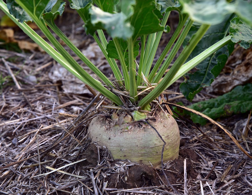 250 Sugar Beet Seeds beta vulgaris gallery