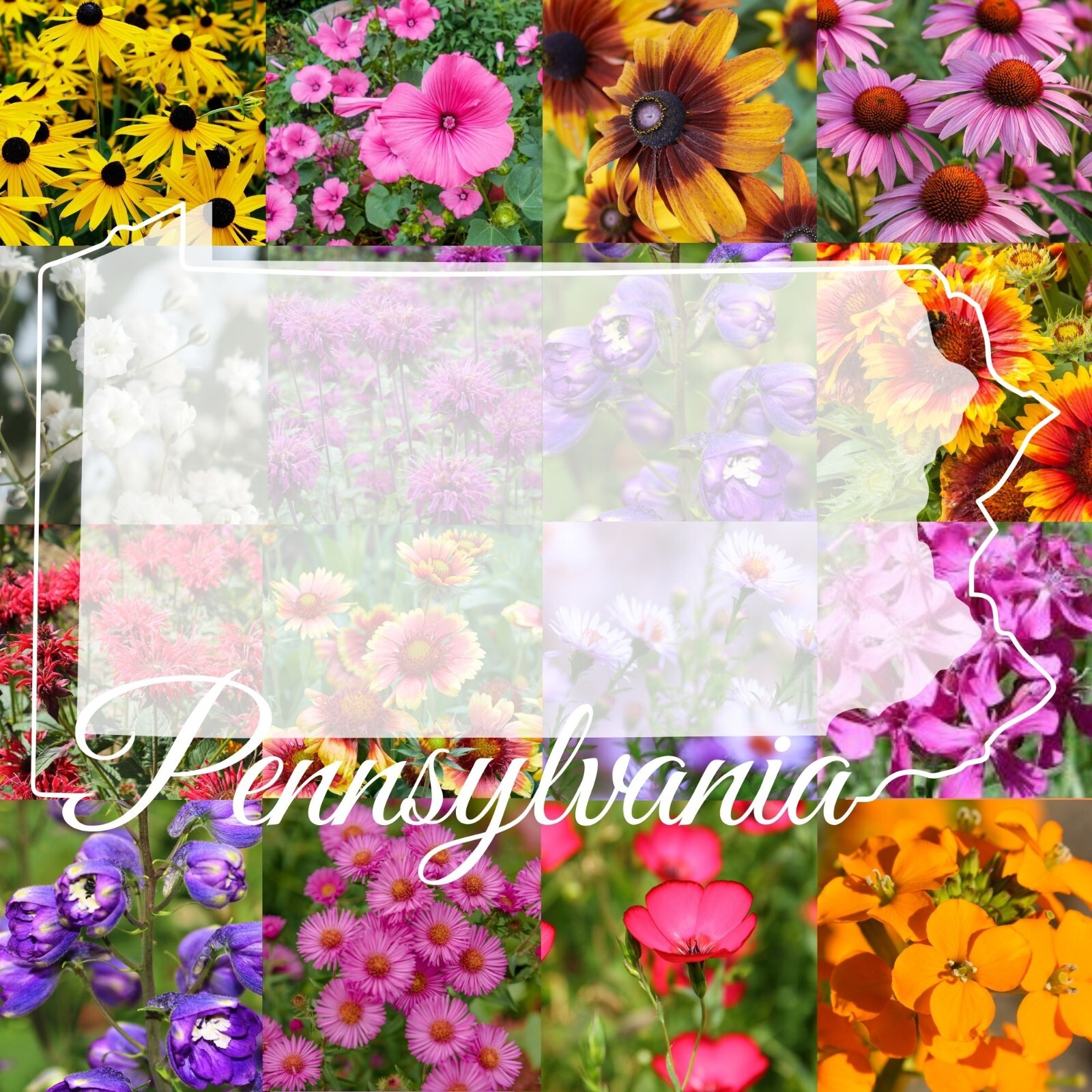 1/2 Pound Pennsylvania Bulk Wildflower Seed Mix (Northeast Species) 1,000 sq-ft gallery