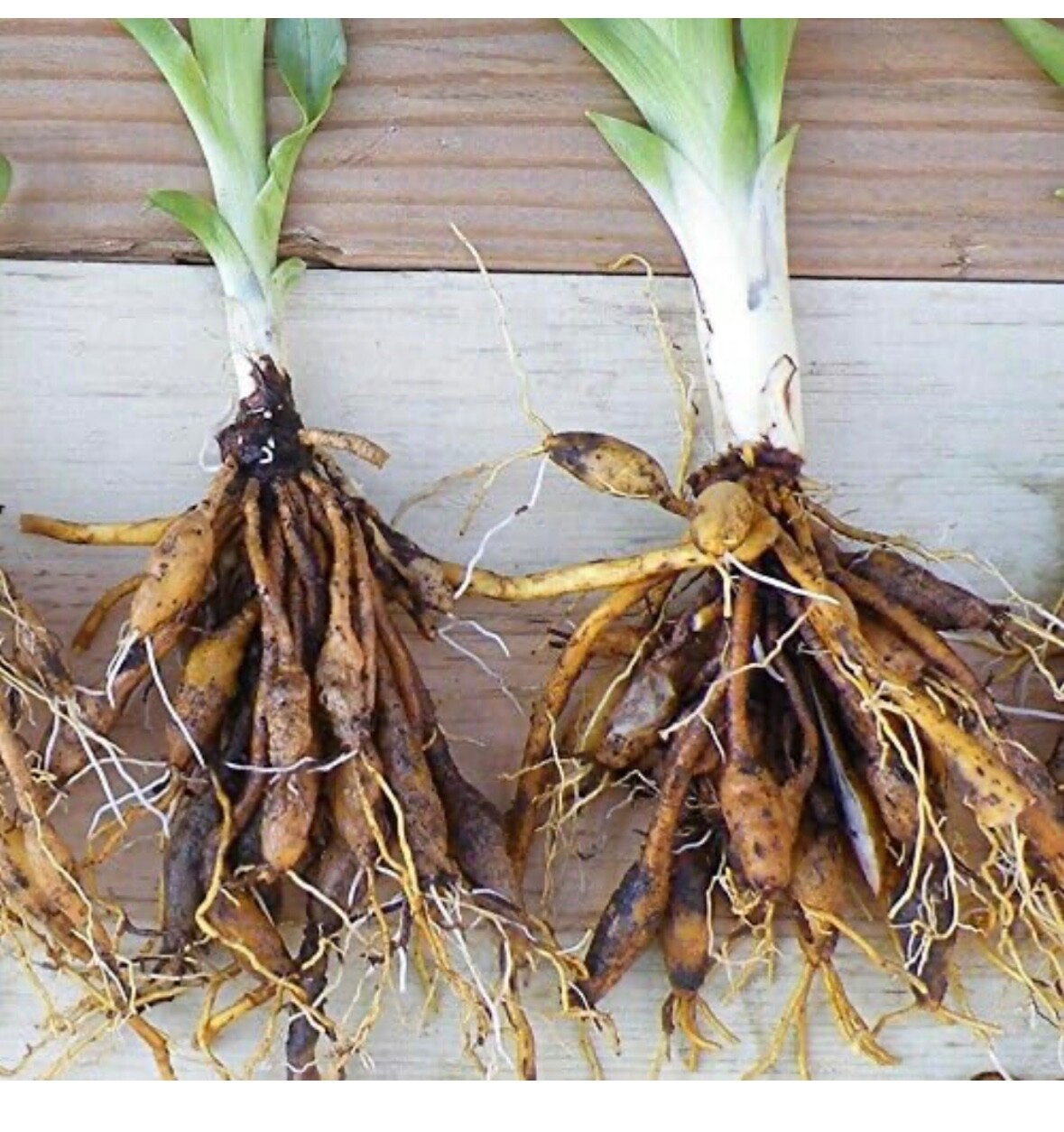 10 Orange Daylily BARE ROOTED PLANTS. Multiply Rapidly gallery