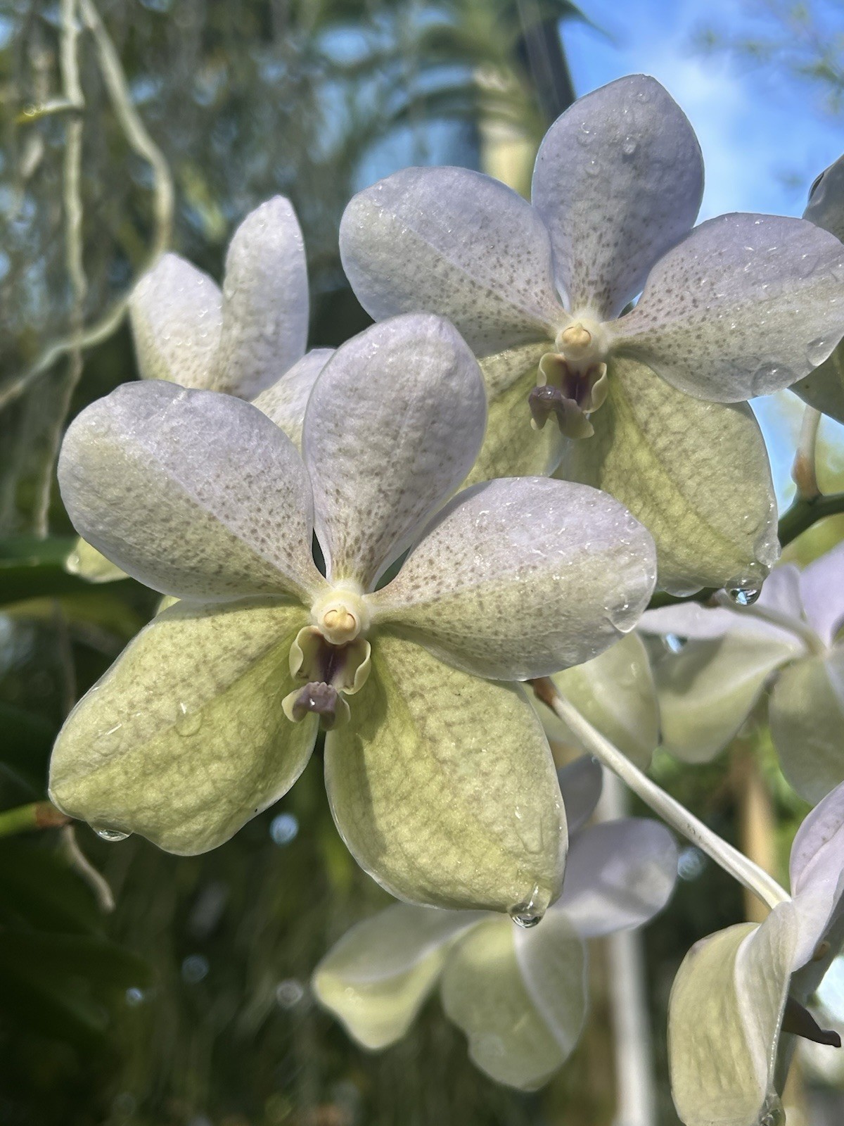 Blooming Size Vanda Rothschildiana , Tessellated Orchid Light Blue Green gallery