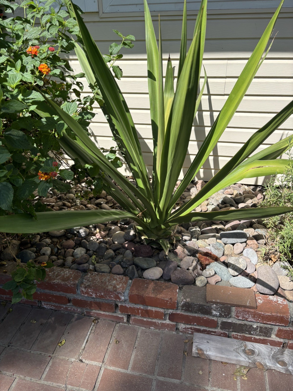 6” Pot size - False Agave, Furcraea Foetida -Smooth Succulent, Hardy! Lot of 3 gallery