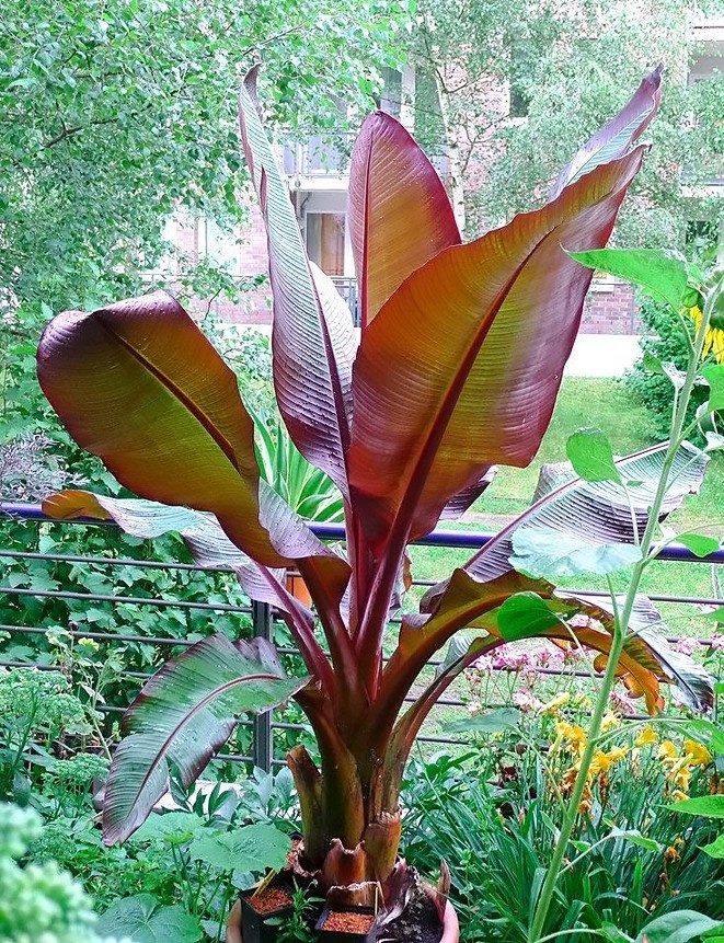 Red Abyssinian Banana (Ensete maurelii)-1 TC Plant Plug -3-6 in.-Edible Fruit!!! gallery