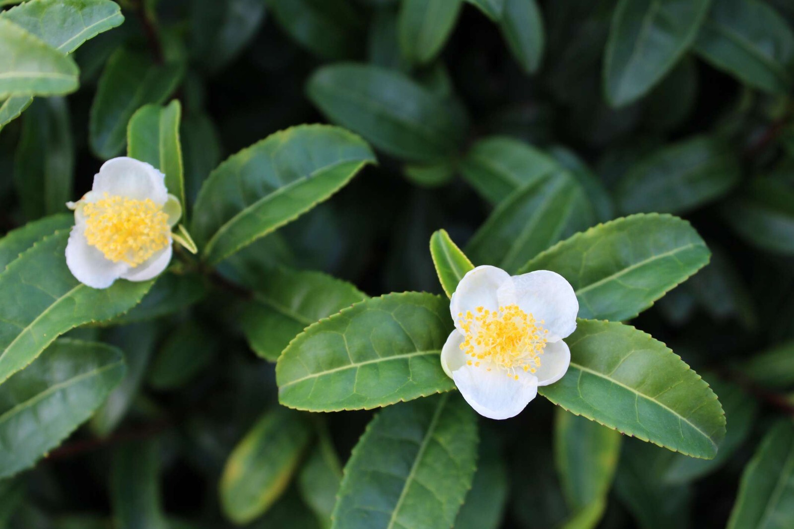 Camellia sinensis - 1 TC Plant Plug Tree - 2-6 inches - Tea Leaf!!! gallery