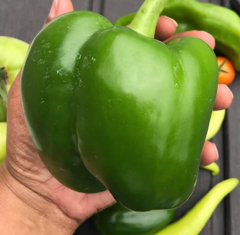 50+ Giant Keystone Resistant - Sweet - Heirloom - Organic -- NON GMO ----- FRESH gallery
