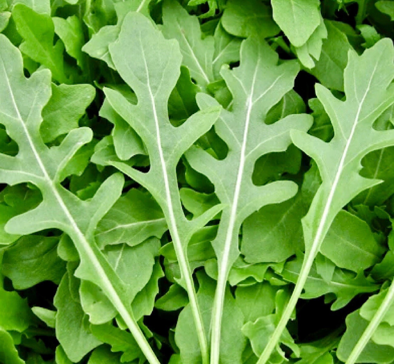 1000++ ROCKET ARUGULA SEEDS (Eruca sativa) | Non-GMO | Heirloom | USA SHIPPING. gallery